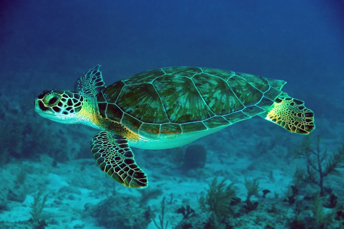 Green Sea Turtle in Tanzania